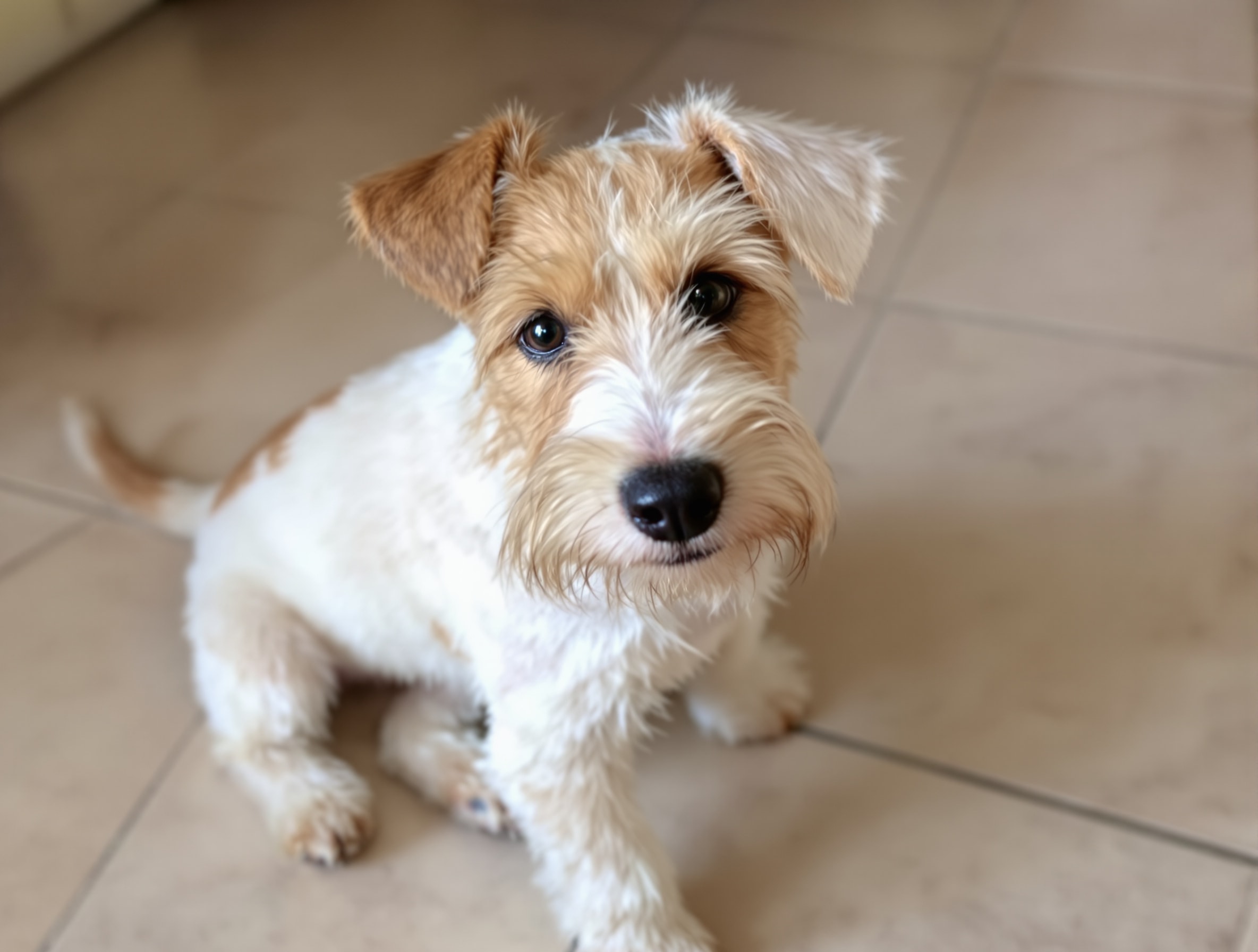 A young wire-coated Fox Terrier puppy sitting on a tiled kitchen floor